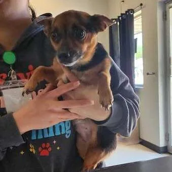 A young small-sized female Black Mixed Breed dog named Teenie Tres for adoption in Davenport, IA