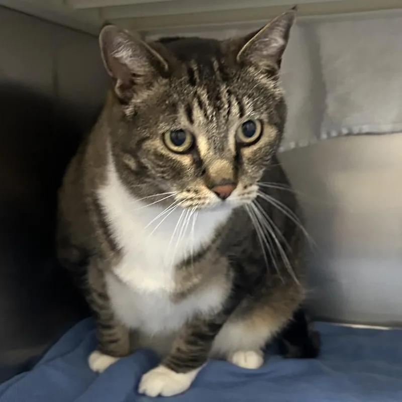 A senior large-sized female Brown / Chocolate Domestic Short Hair cat named Cricket for adoption in Taos, NM