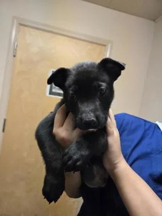 A young small-sized male Labrador Retriever dog named Giles for adoption in Roseville, CA