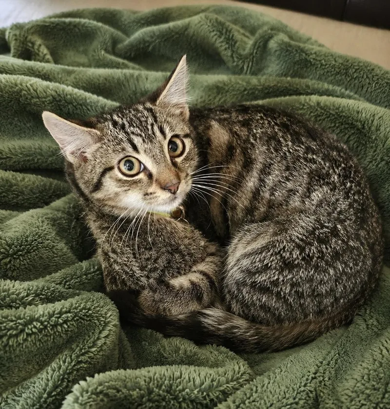 A baby medium-sized male Tabby (Tiger Striped) Domestic Short Hair cat named CATalytic Converter for adoption in Breinigsville, PA