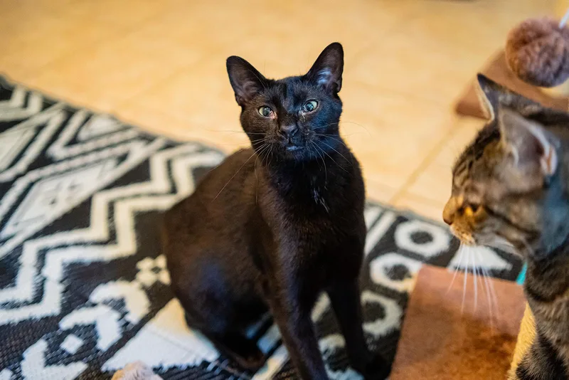 An adult medium-sized female Black Domestic Short Hair cat named Raven for adoption in Dellslow, WV