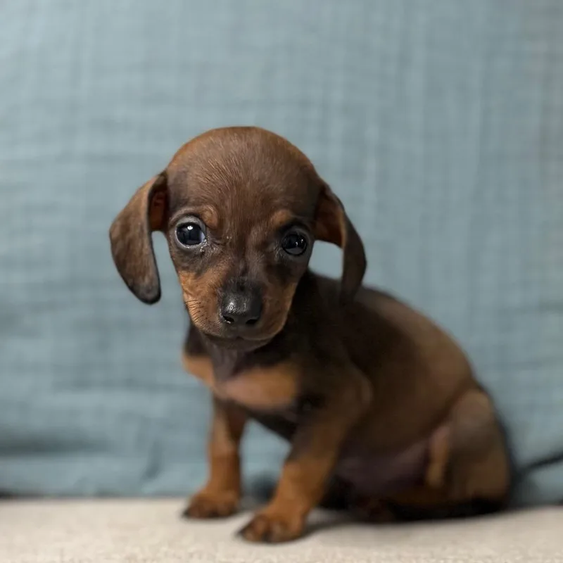 Lil' Smokey