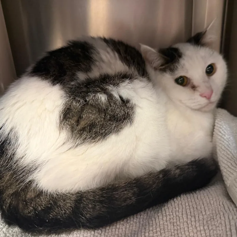 A senior medium-sized female White Domestic Short Hair cat named Dottie for adoption in Perkiomenville, PA