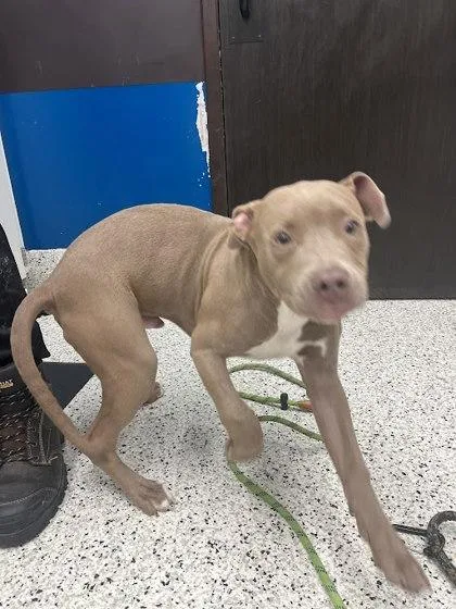 A young small-sized male Pit Bull Terrier dog named Monkey Bread for adoption in Atlanta, GA