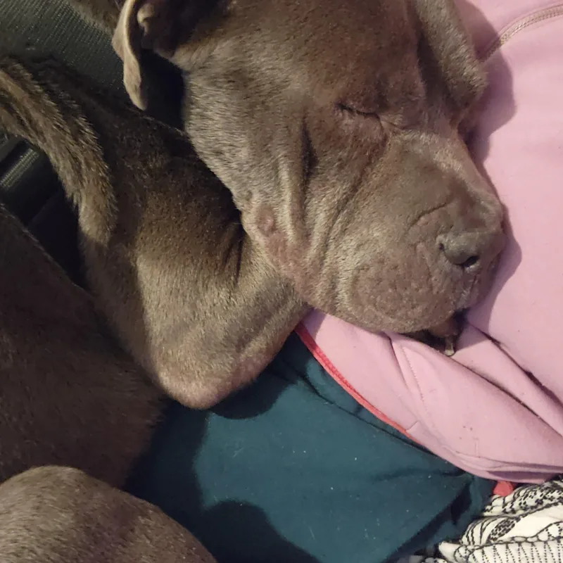 A senior large-sized male Cane Corso dog named Smokey for adoption in Bar Nunn, WY