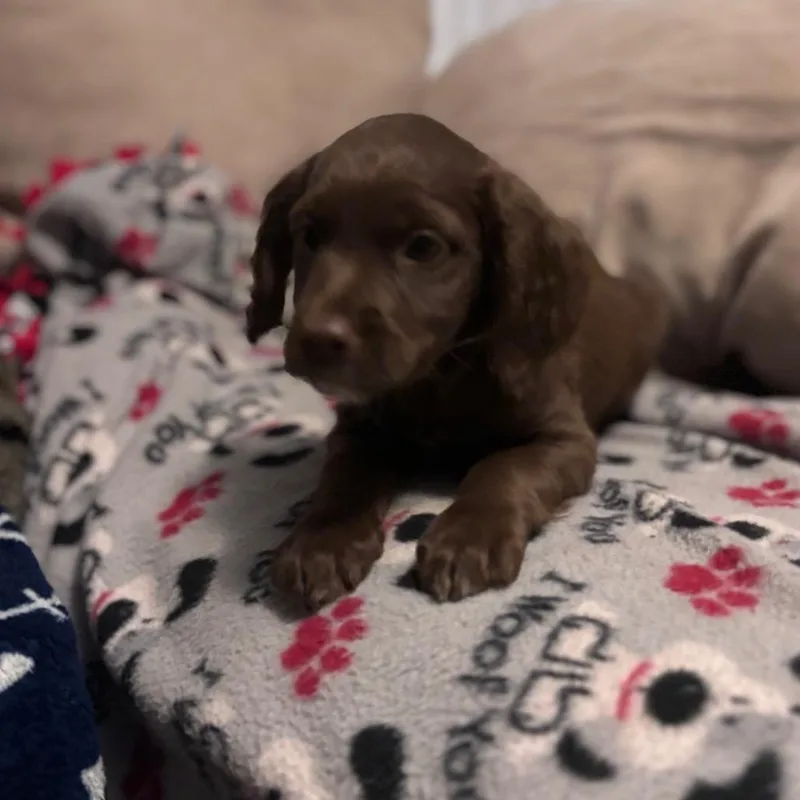 A baby medium-sized female Brown / Chocolate Mixed Breed dog named Brownie for adoption in Fredericksburg, VA