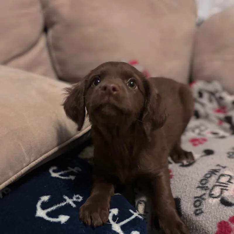Brownie thumbnail 3