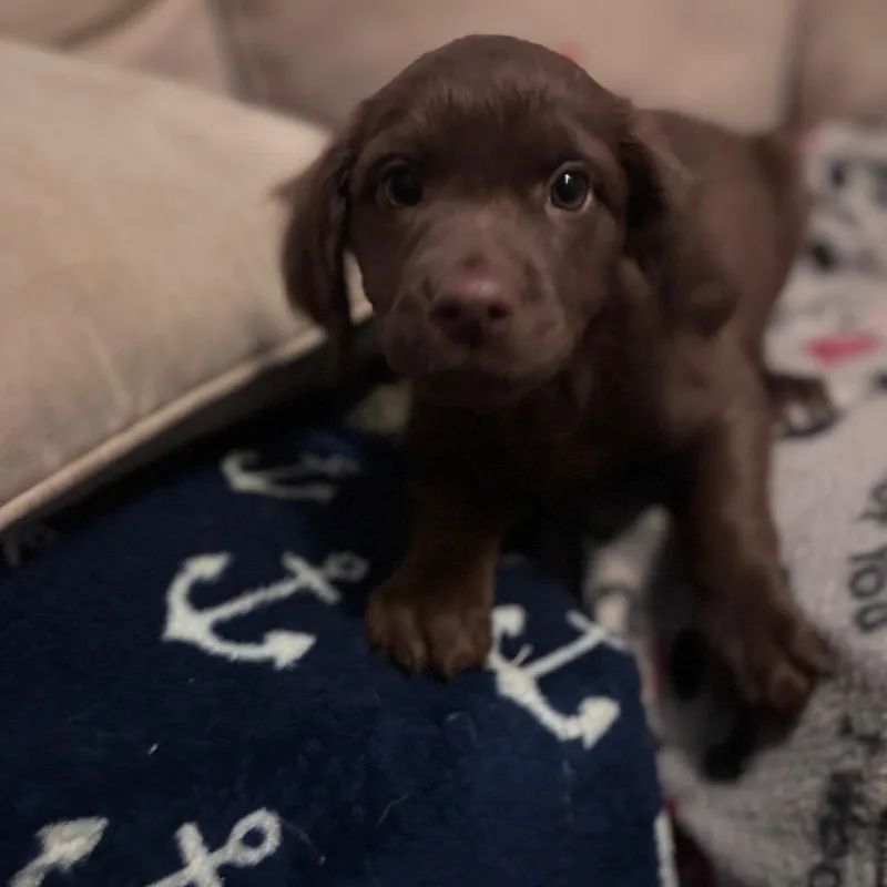 Brownie thumbnail 4