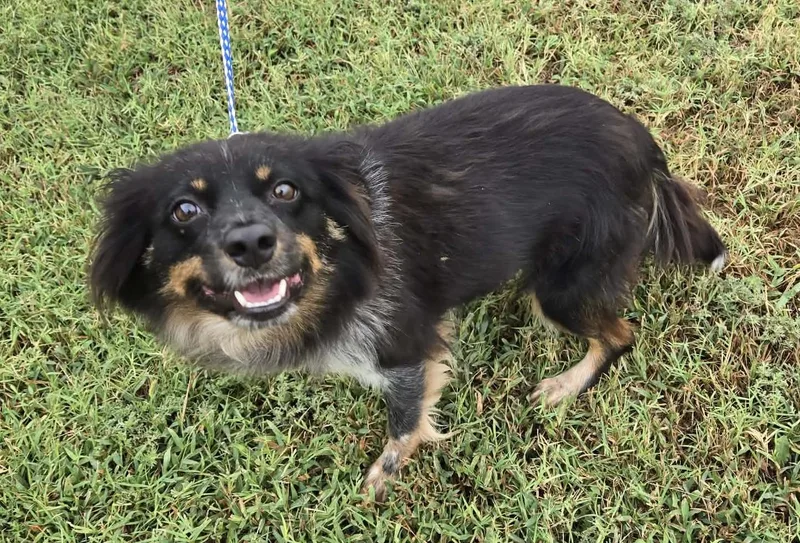 An adult small-sized female Black Pomeranian dog named Ruby for adoption in Larned, KS