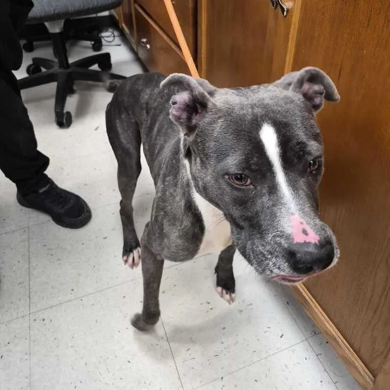An adult medium-sized female Gray / Blue / Silver Mixed Breed dog named Sanibel for adoption in Davenport, IA