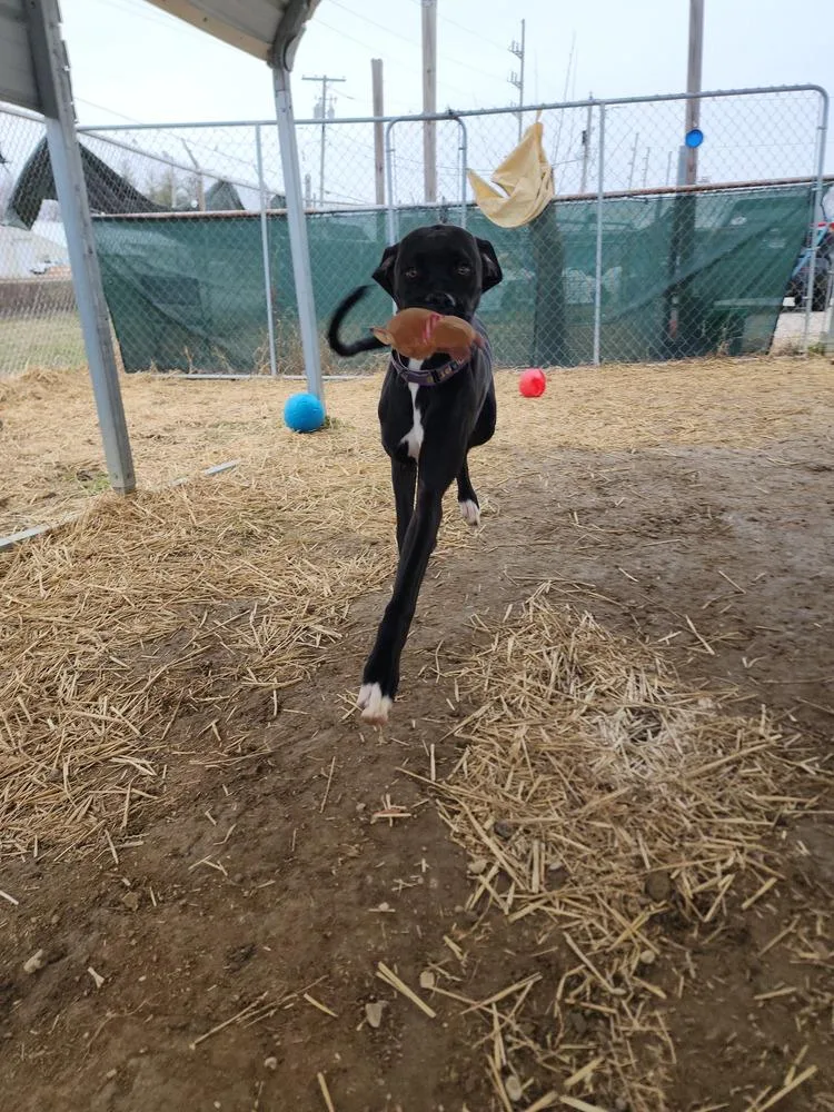 Chipmunk thumbnail 5