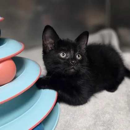 A baby small-sized female Domestic Short Hair cat named Hot Fudge for adoption in Westland, MI