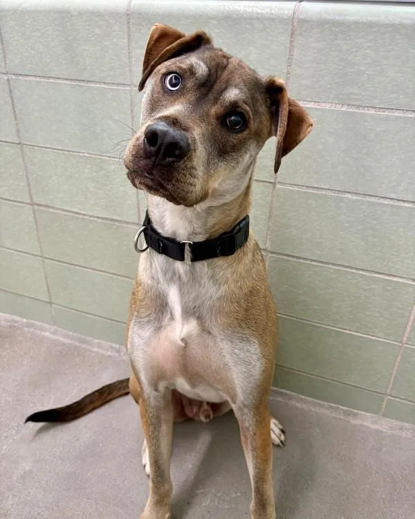 A young large-sized male Boxer dog named Zero for adoption in Novato, CA