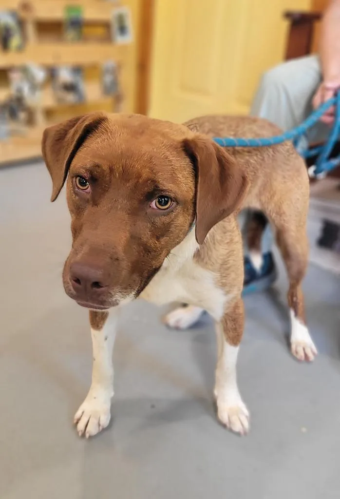 A baby large-sized female Mixed Breed dog named Gypsy for adoption in Lawrenceburg, TN