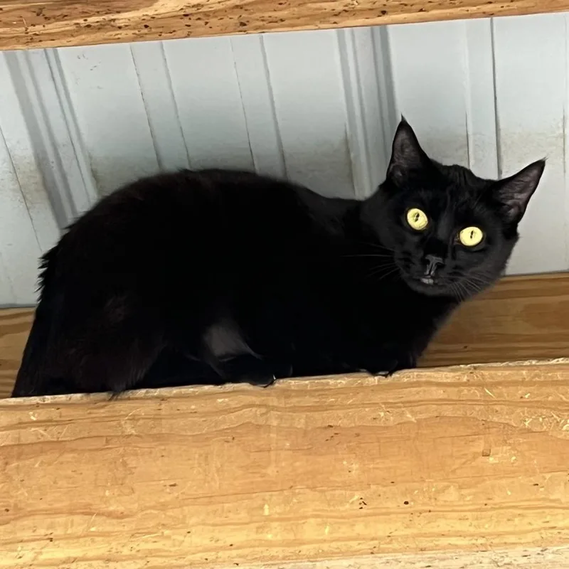 A young small-sized female Black Domestic Short Hair cat named Alba for adoption in Hudson, NY