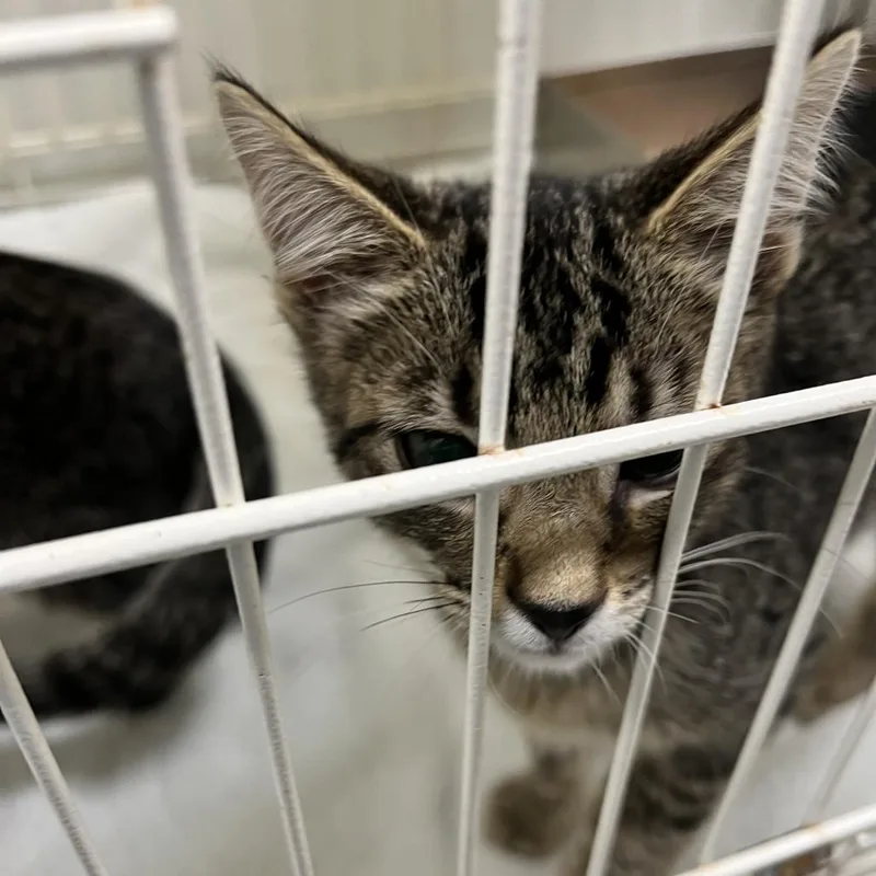 A baby small-sized male Gray / Blue / Silver Domestic Short Hair cat named 72046 for adoption in Harrisonburg, VA