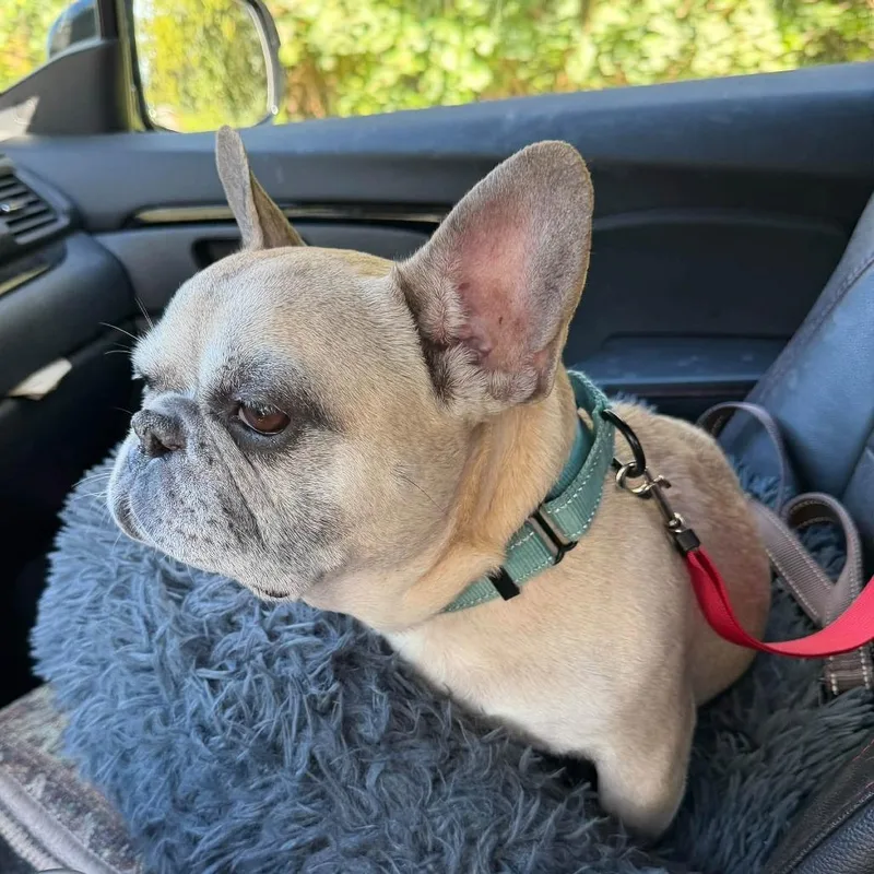 An adult small-sized male French Bulldog dog named Finn for adoption in Huber Heights, OH