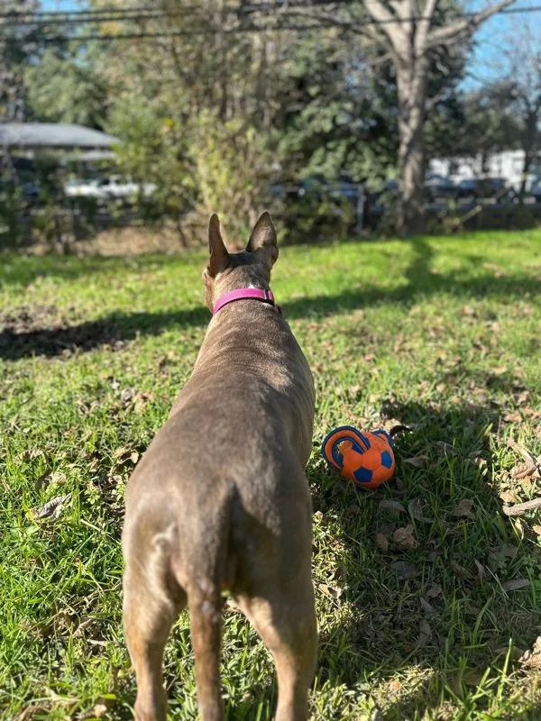 A senior large-sized female Pit Bull Terrier dog named Angel for adoption in Austin, TX