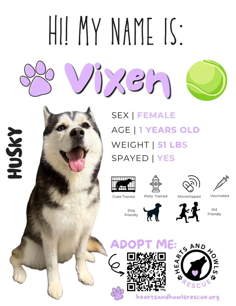 An adult medium-sized female Siberian Husky dog named Vixen for adoption in Forney, TX