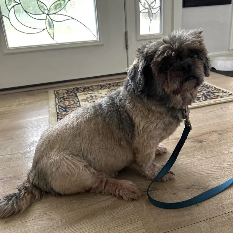 A senior small-sized male Shih Tzu dog named Teddy B for adoption in Gulfport, MS