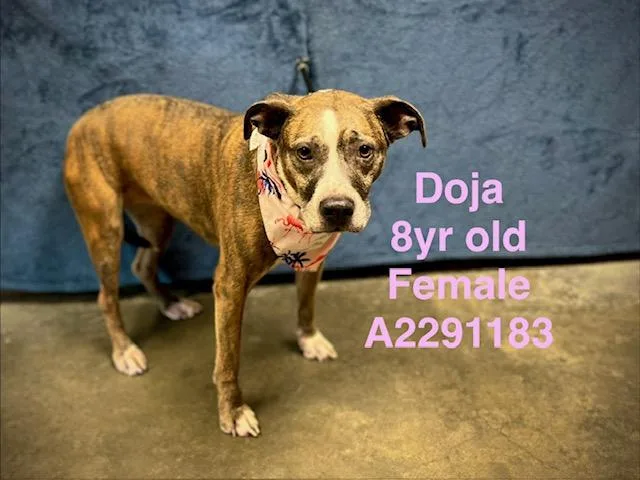 An adult medium-sized female American Staffordshire Terrier dog named Doja for adoption in Chatsworth, CA