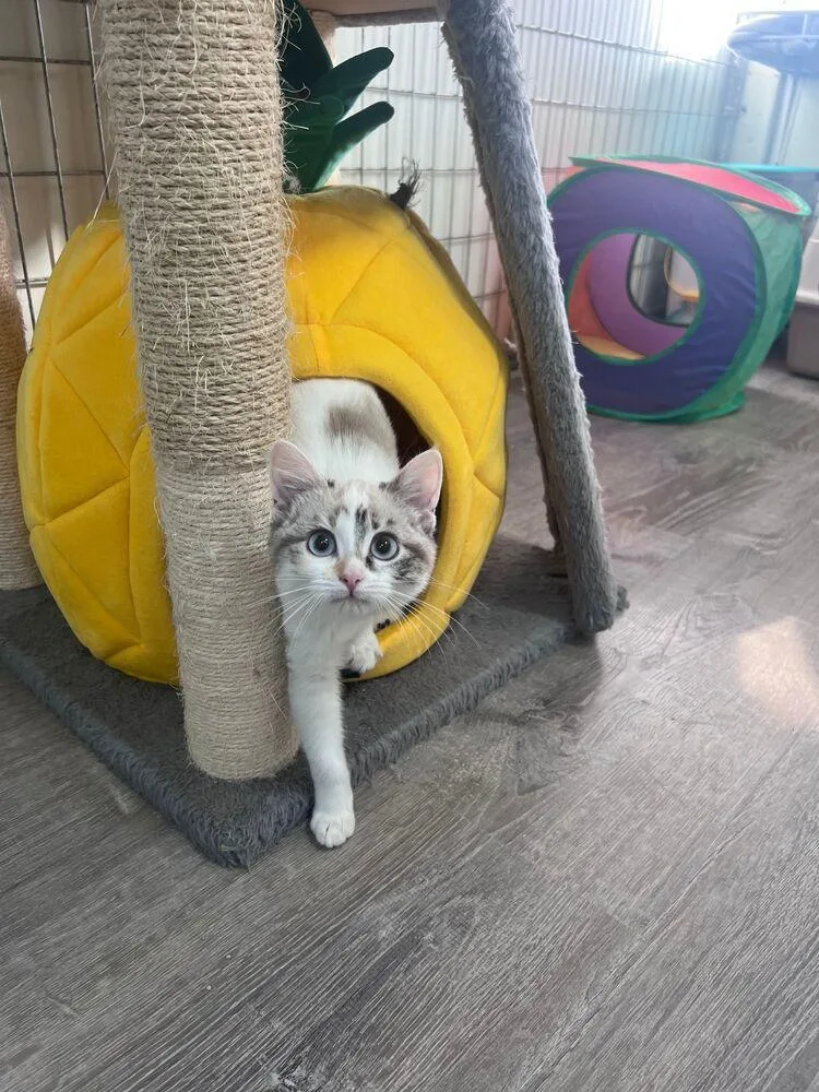 A baby small-sized female Gray & White Domestic Short Hair cat named Yang for adoption in McPherson, KS