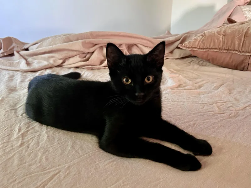 A baby medium-sized male Black Domestic Short Hair cat named Jet for adoption in Flushing, NY