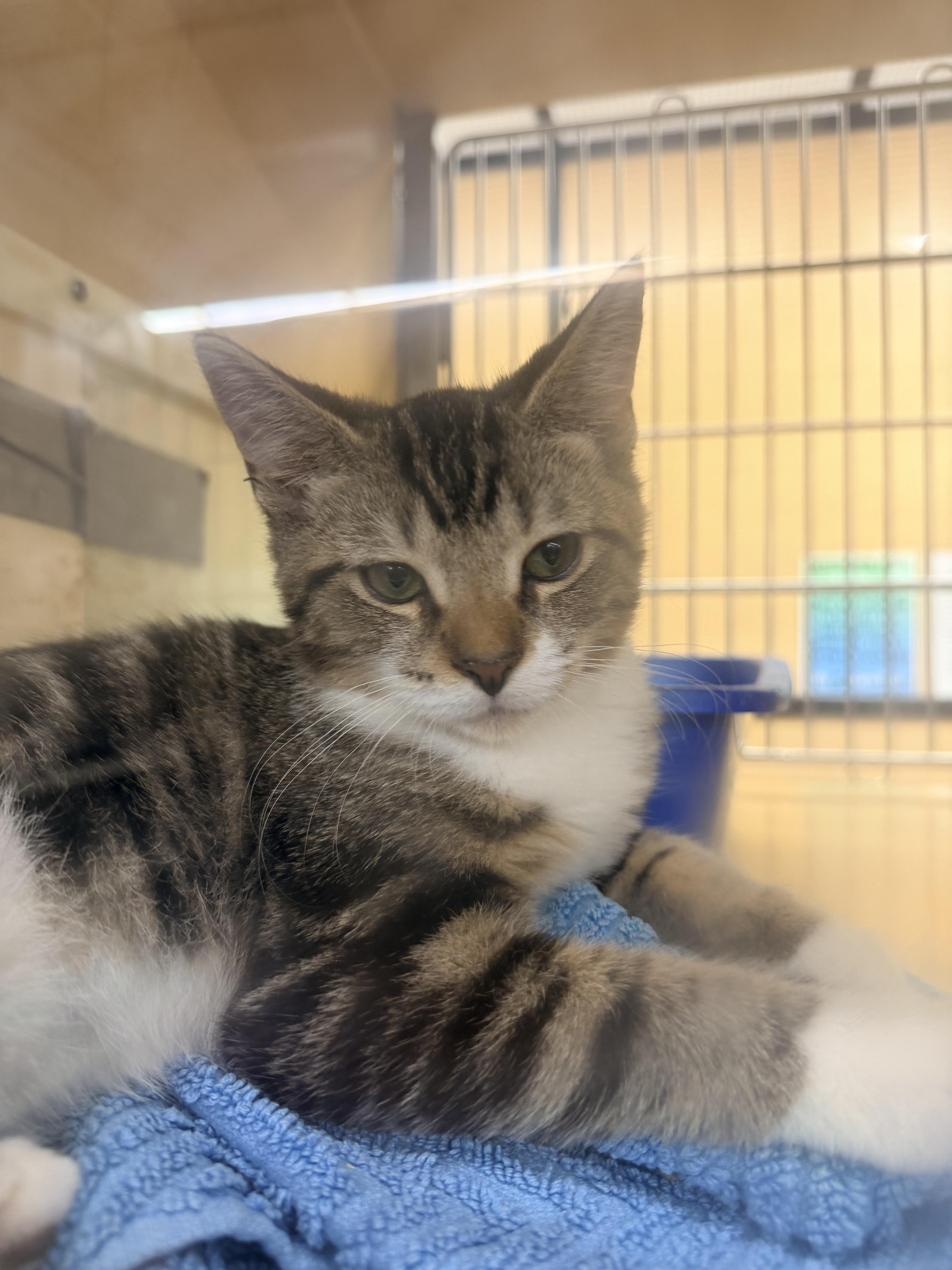 A baby medium-sized male Tabby (Gray / Blue / Silver) Domestic Short Hair cat named Spike & Littlefoot for adoption in Worcester, MA