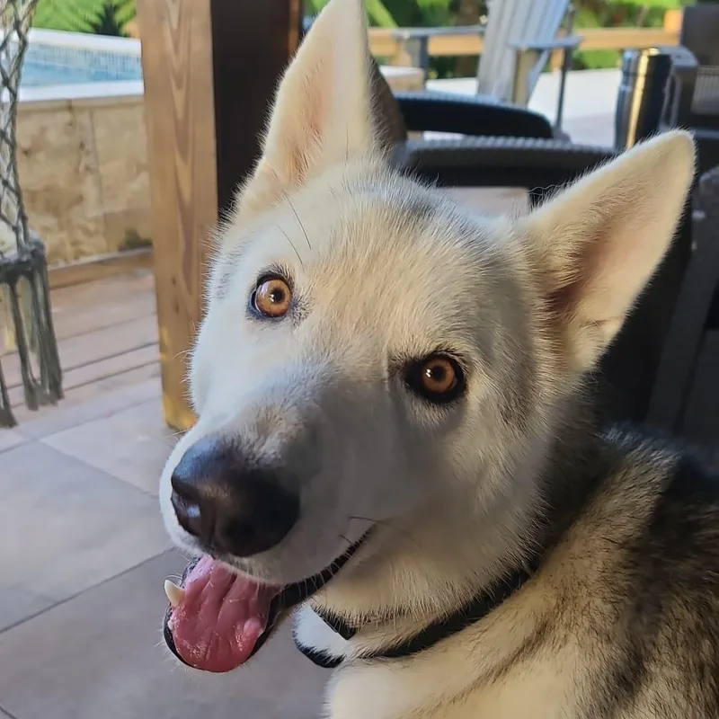 A young medium-sized male White / Cream German Shepherd Dog dog named Poseidon "making Waves With for adoption in New York, NY