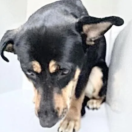 An adult medium-sized female German Shepherd Dog dog named Indara for adoption in Houston, TX