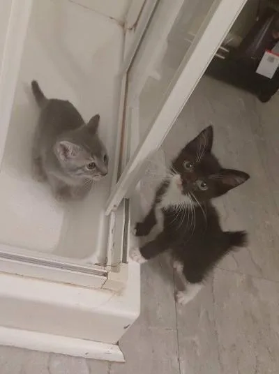 A baby medium-sized female Black & White / Tuxedo Domestic Short Hair cat named Calci for adoption in Mokena, IL