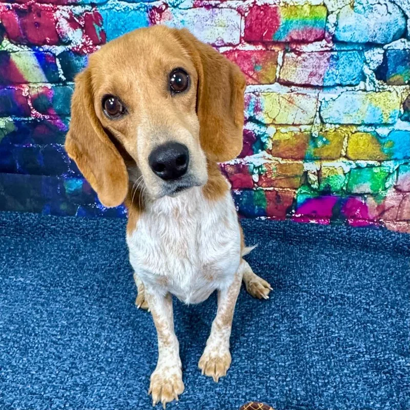 Huckleberry thumbnail 2