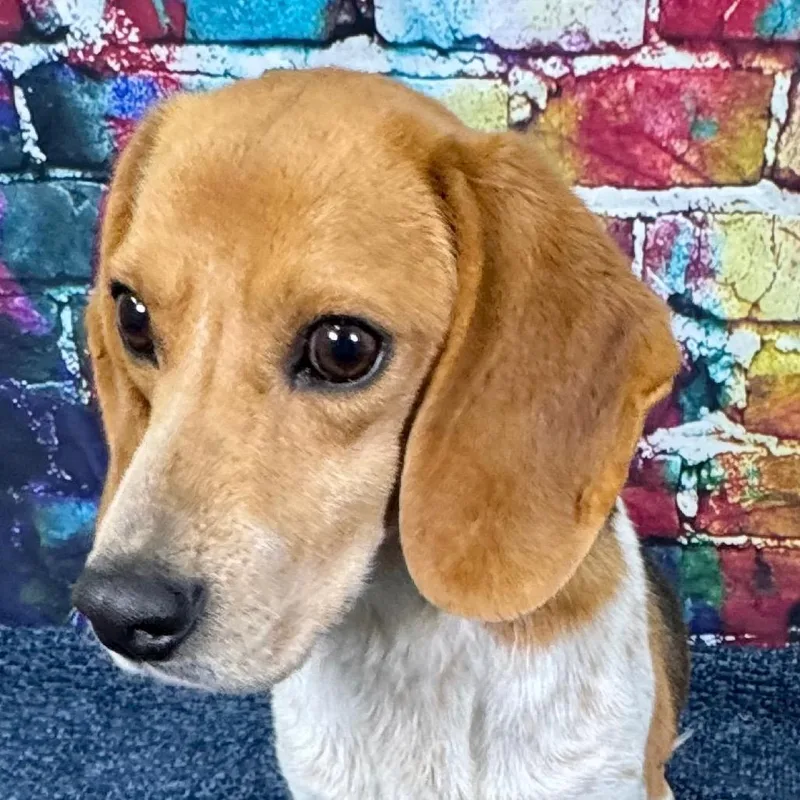 Huckleberry thumbnail 3