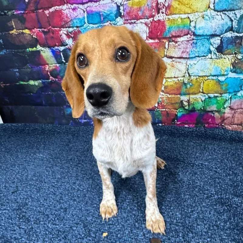 Huckleberry thumbnail 4