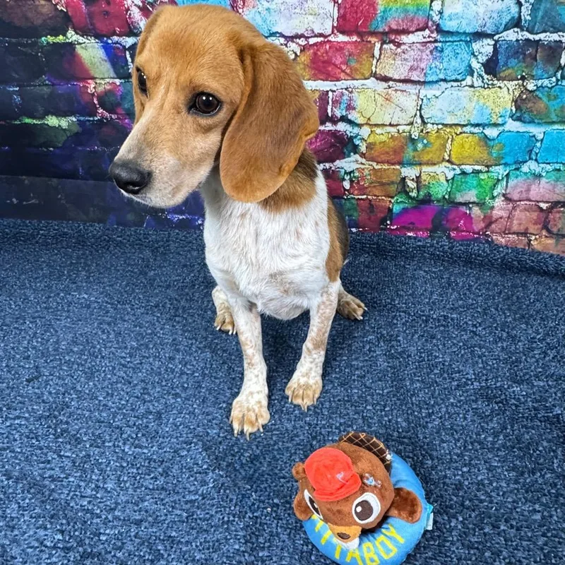 Huckleberry thumbnail 5