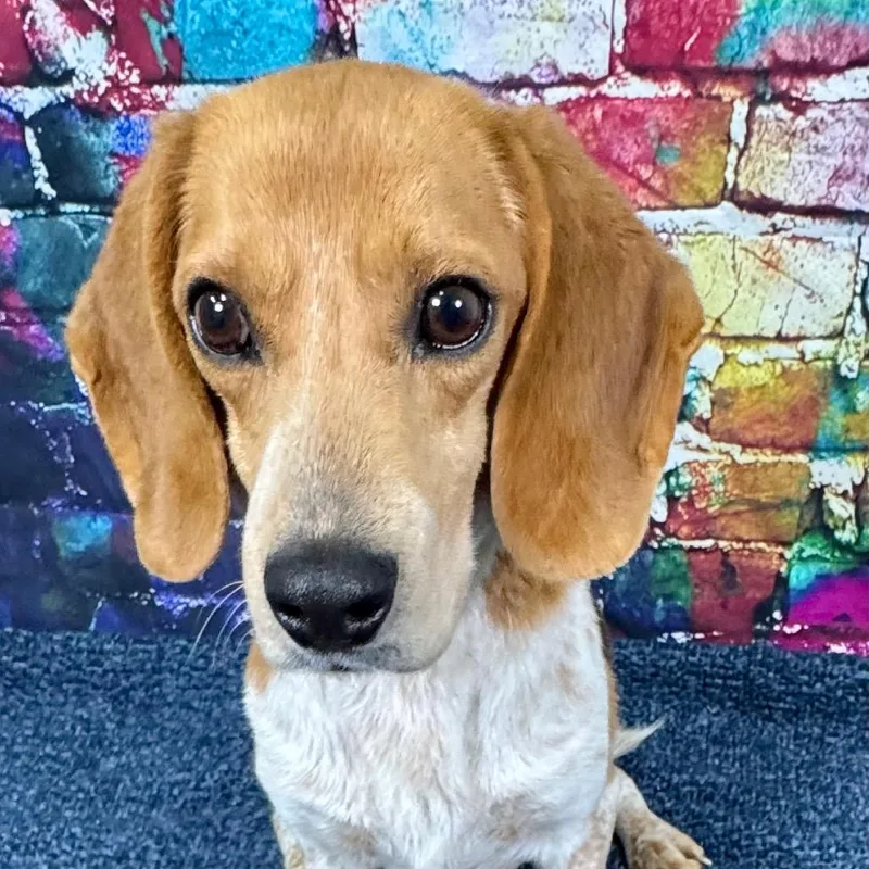 Huckleberry thumbnail 6