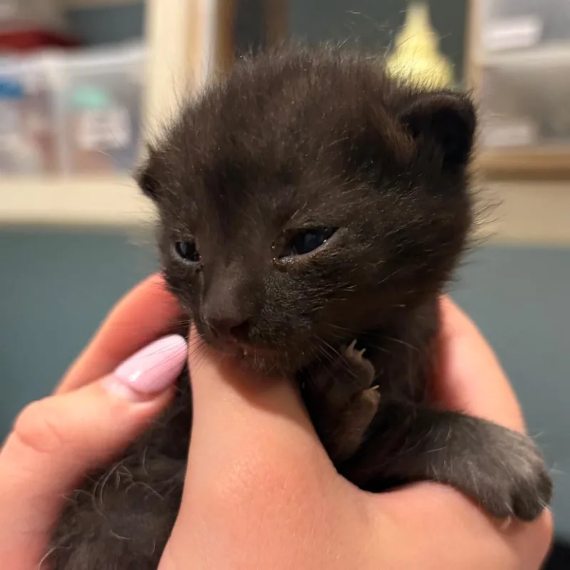 A baby small-sized male Black Domestic Short Hair cat named Briar for adoption in Chattanooga, TN