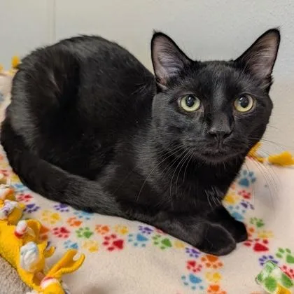 An adult medium-sized male Black Domestic Short Hair cat named Tarot for adoption in Rochester, MN