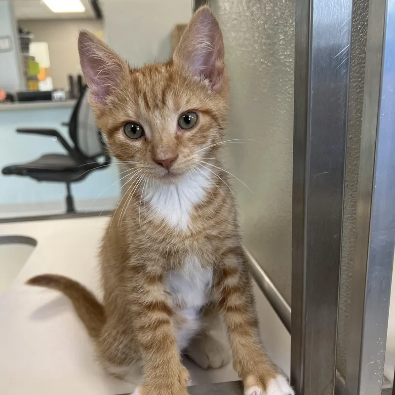 A baby small-sized male Orange & White Domestic Short Hair cat named Alex for adoption in Amsterdam, NY