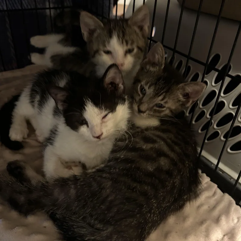 A baby medium-sized male Tabby (Brown / Chocolate) Domestic Short Hair cat named Dean for adoption in Lemoyne, PA