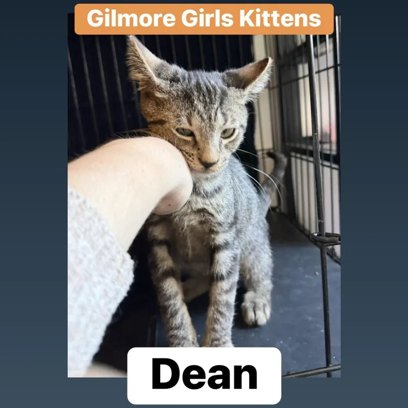 Dean thumbnail 4