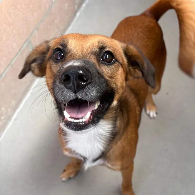 An adult medium-sized male White / Cream Cattle Dog dog named Bear for adoption in Santa Barbara, CA