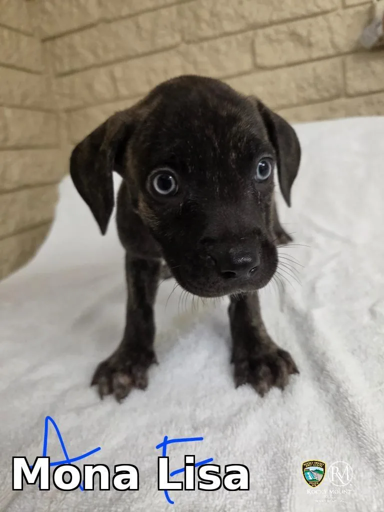 A baby small-sized female Cane Corso dog named Mona Lisa for adoption in Rocky Mount, NC