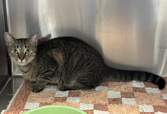 A young medium-sized female Domestic Short Hair cat named Connie for adoption in Sarasota, FL
