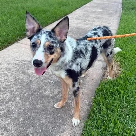 A young medium-sized female Australian Shepherd dog named Muffin for adoption in Bryan, TX