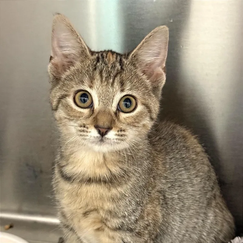 A baby small-sized female Torbie Domestic Short Hair cat named Toadette for adoption in Fort Lauderdale, FL