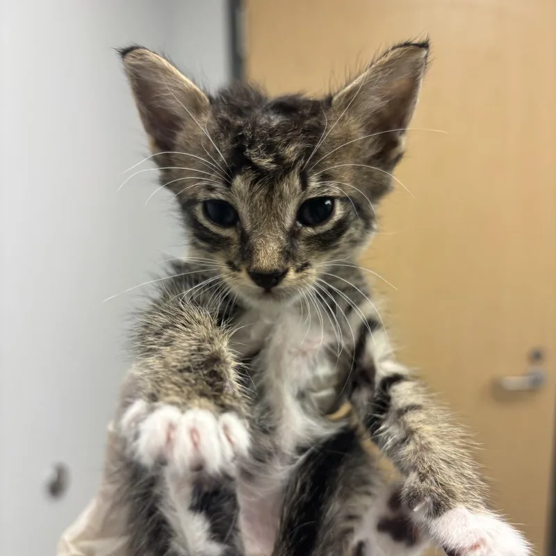 A baby small-sized male Brown / Chocolate Domestic Short Hair cat named George for adoption in Jacksonville, FL