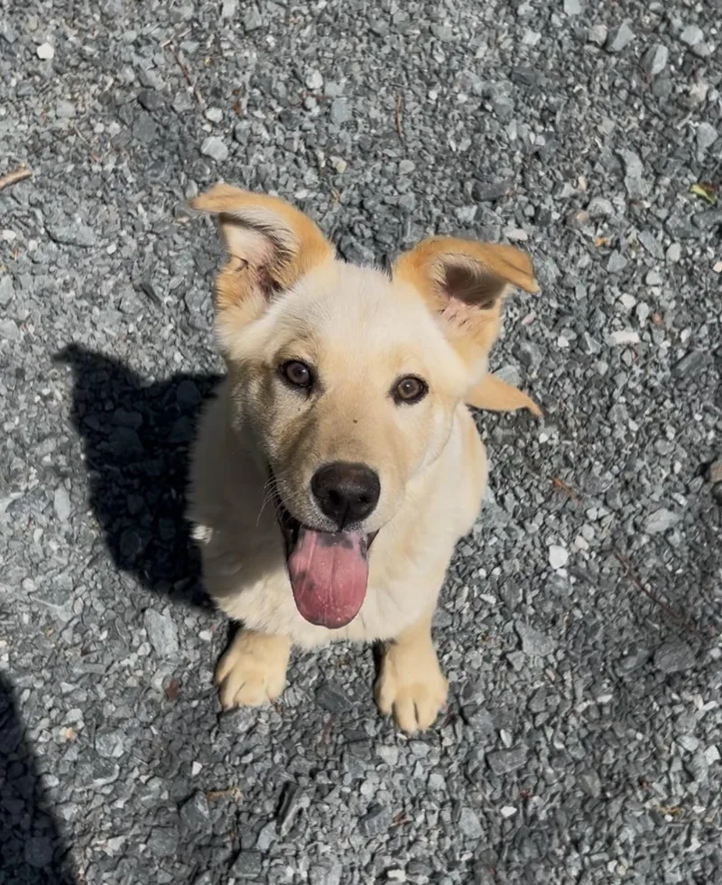 A young medium-sized male Apricot / Beige Labrador Retriever dog named Spaz for adoption in Germanton, NC