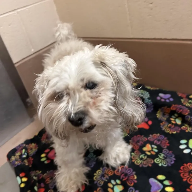 A senior small-sized female White / Cream Lhasa Apso dog named Pecan for adoption in Reno, NV