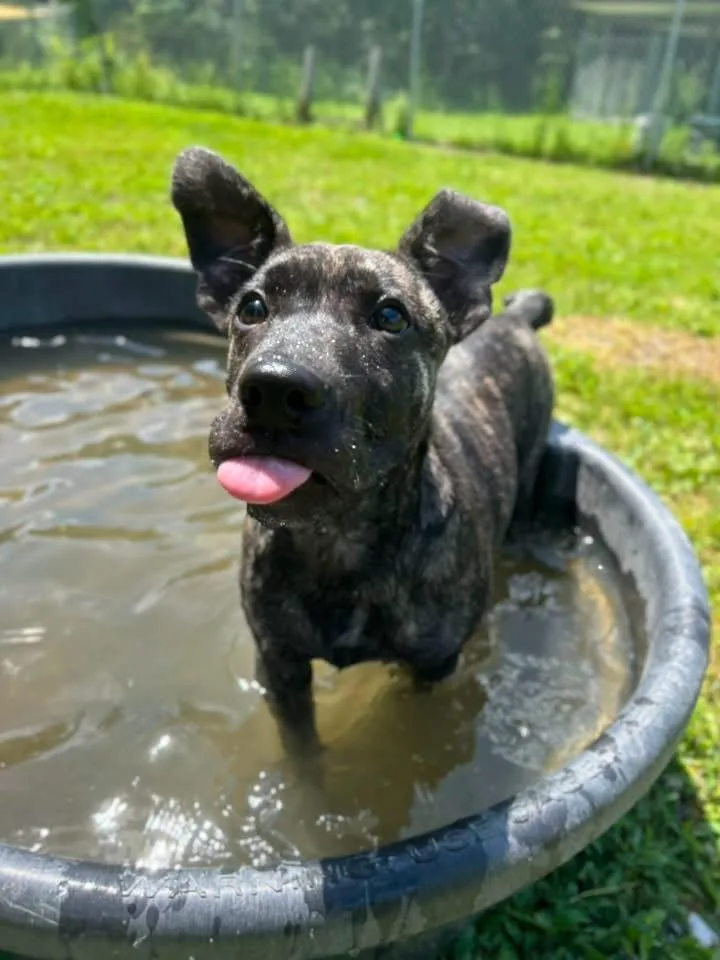 A young medium-sized male Mixed Breed dog named Baby max for adoption in Howes Cave, NY